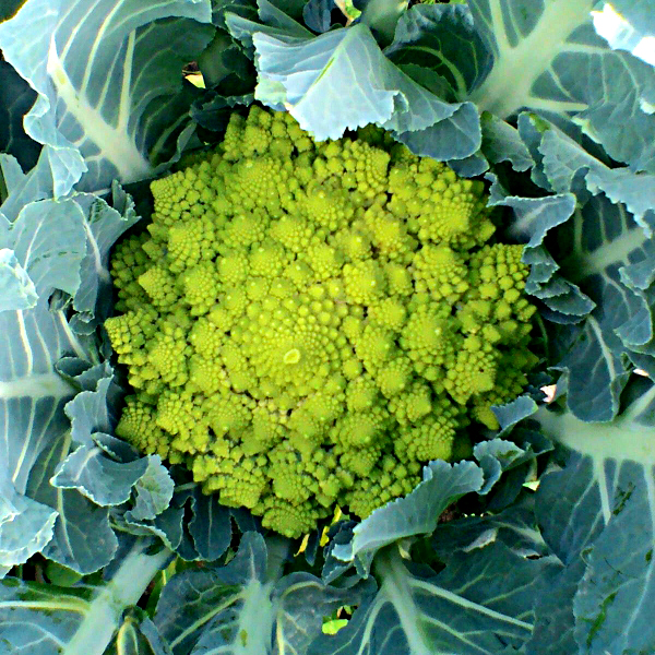 broccolo romanesco1